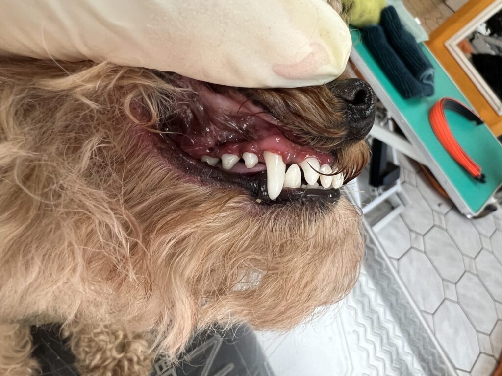Zahnreinigung Hund Nachher