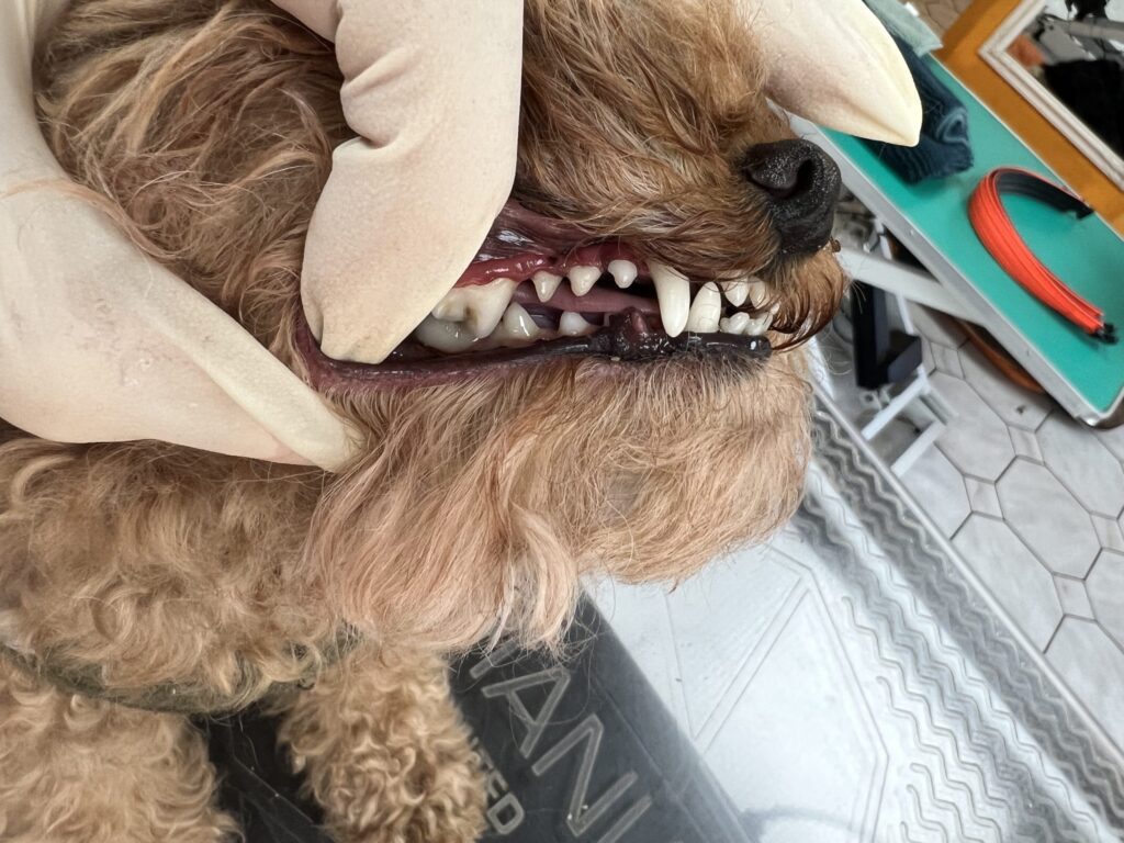 Zahnreinigung Hund Nachher
