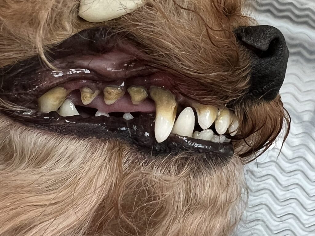 Zahnreinigung Hund Vorher