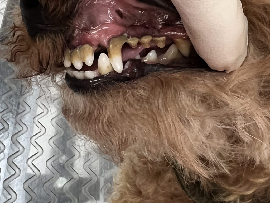 Zahnreinigung Hund Vorher